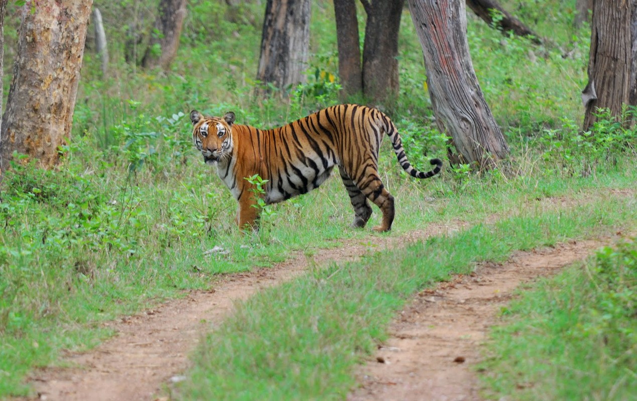 siddeshwara-bandipur