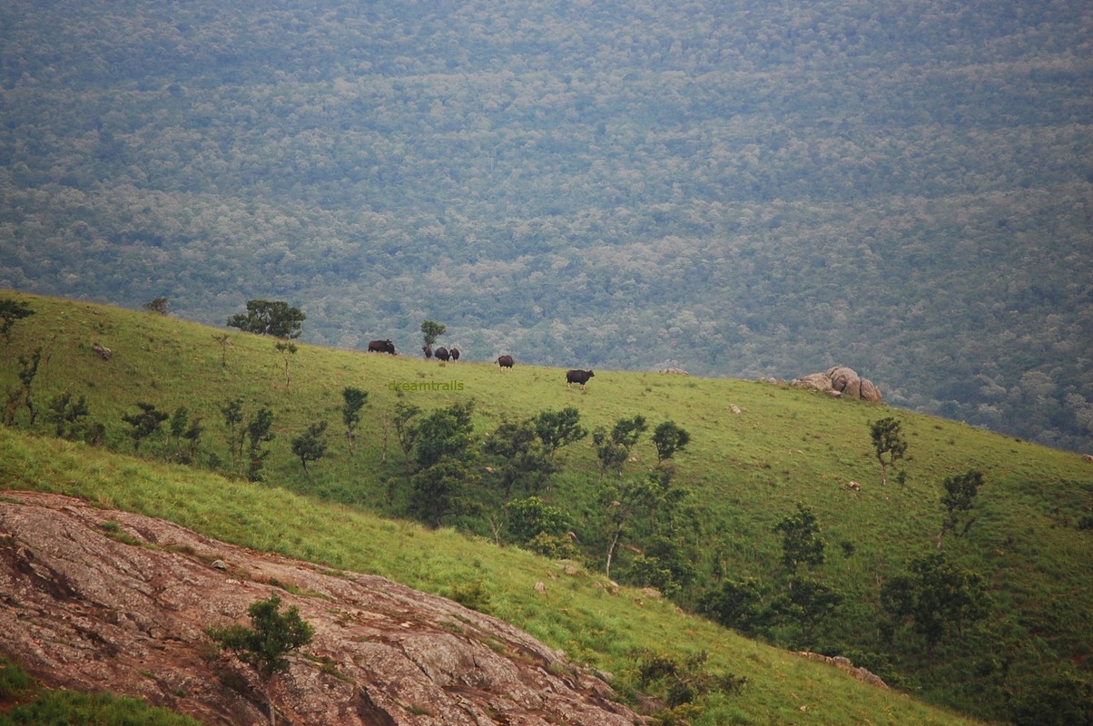 siddeshwara-bandipur