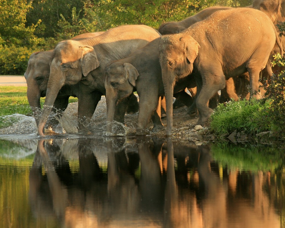 siddeshwara-bandipur