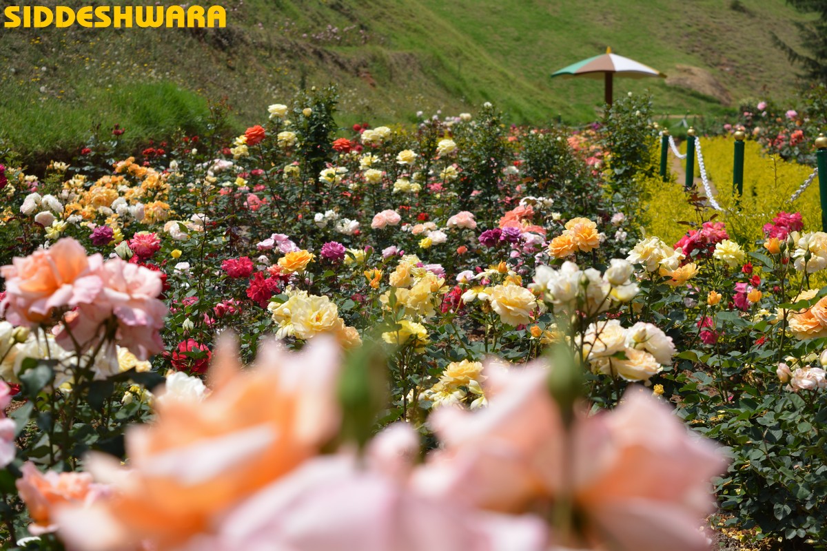 siddeshwara-ooty